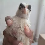 ilovejaywhypeeopparr profile picture