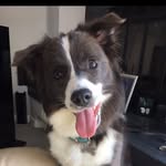 iloveliba profile picture