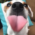 ilovelucy_thejackrussell profile picture
