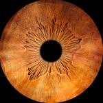 imadamcohen profile picture