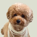 imgoldenivy profile picture