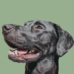imjaxthelab profile picture