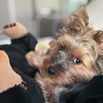 imlexusbean profile picture