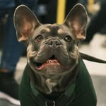 imloulouthefrenchie profile picture