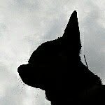 immiathedog profile picture