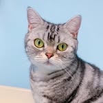 imnanacat_ profile picture