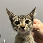 imonfiremeow profile picture