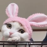 impennychan profile picture