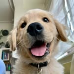 imthegoldendevil profile picture