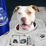 incredibullstella profile picture