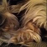 india_loves_phoenix profile picture