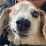 indianatellythedodo profile picture