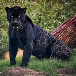 indian_wildlife_tour profile picture