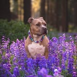 indie.pittie profile picture