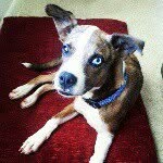 indigopup profile picture