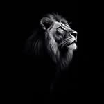 indrajit_9880 profile picture