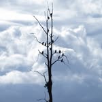 indranils_photography profile picture