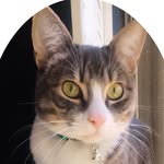 indy_and_the_new_crusade profile picture