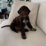 ingo_lagotto profile picture