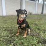 inspirationaldoggomom profile picture