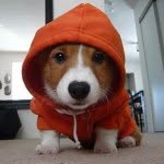 insta_animall profile picture