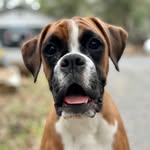 insta_dog profile picture