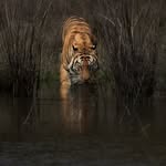 into_the_wild_alive profile picture