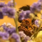 iononsonopipo profile picture