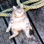 ipemilyip profile picture