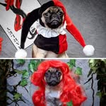 iqpugs profile picture