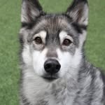 iriethehuskysbucketlist profile picture