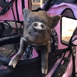 isabella_boo_boo_minipig profile picture