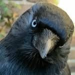 isabellethejackdaw profile picture