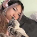 ishowkitties profile picture