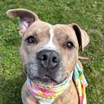 islipanimals profile picture