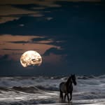 isma_hane12 profile picture