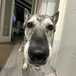 isshac profile picture