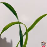 it.minh profile picture