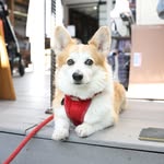 itazurayukithecorgi profile picture
