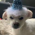 itmeansbear profile picture