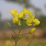 its_bage_chauwa_03 profile picture