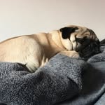 itsbonniethepug profile picture