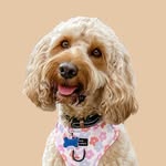 itsbuddythecockapoo_ profile picture