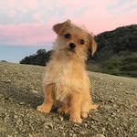 itscannoli profile picture