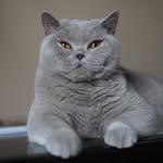 itshavanashouse profile picture