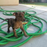 itsloudog profile picture