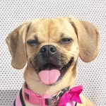 itslunathepuggle profile picture