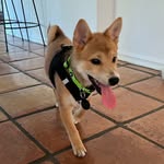 itsmauitheshiba profile picture