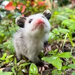 itsmesesame profile picture