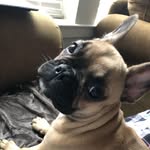 itspiperfrenchie profile picture